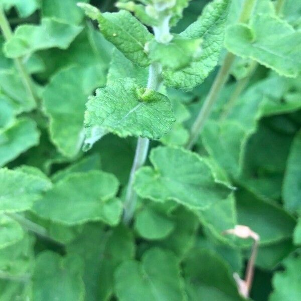 Campanula alliariifolia Лист