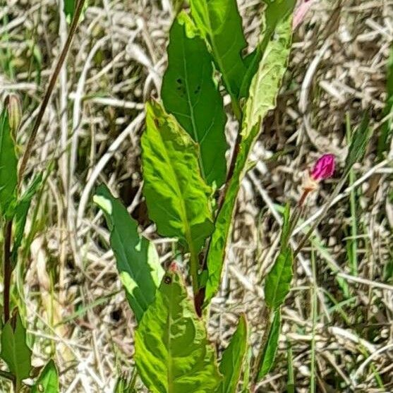 Oenothera rosea Φύλλο