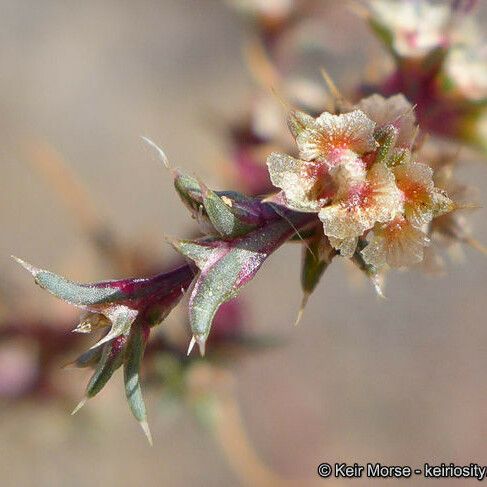 Salsola kali Blomma