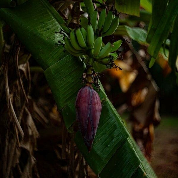 Musa × paradisiaca Άλλα