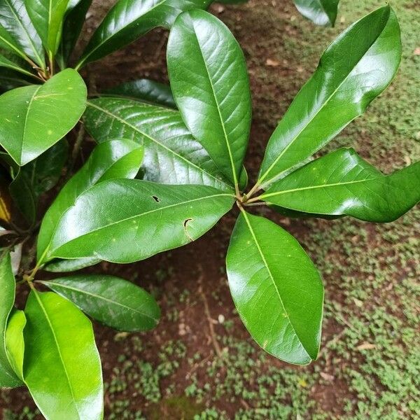 Magnolia virginiana Fulla