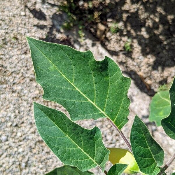 Datura innoxia Leaf