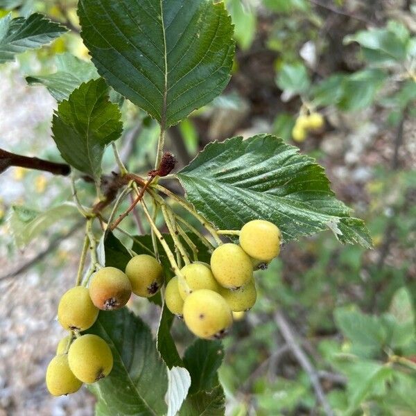 Hedlundia mougeotii Frukt