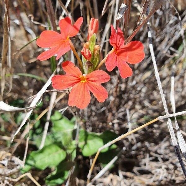 Crossandra massaica Blüte