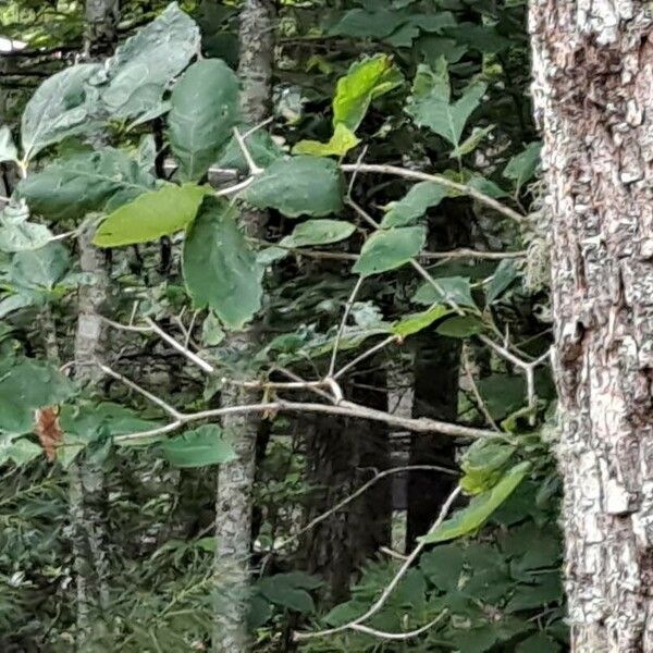 Quercus michauxii Leaf