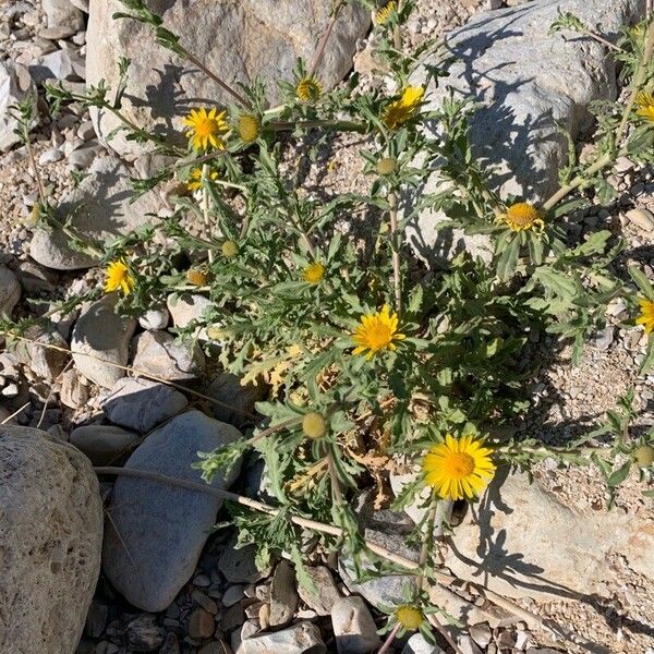 Asteriscus graveolens Floare