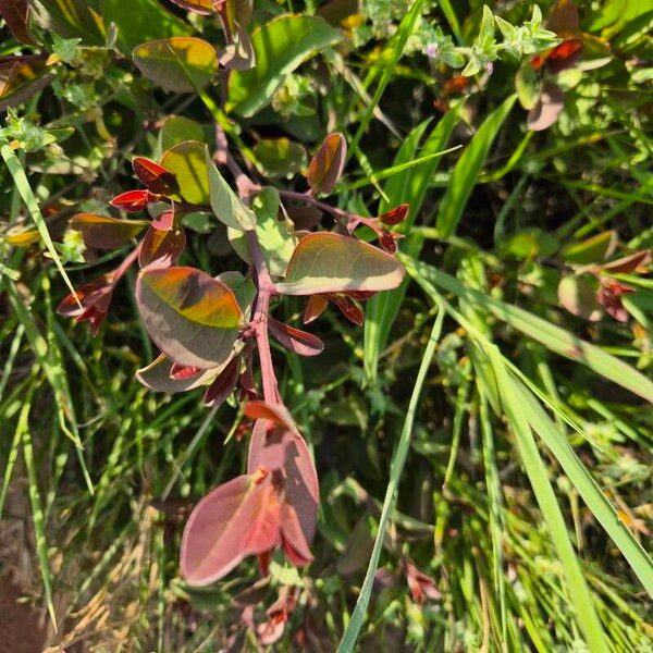 Ximenia americana Blad