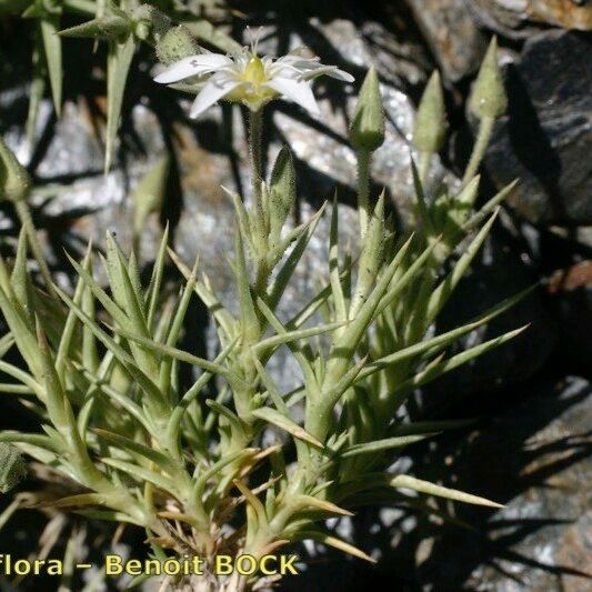 Arenaria pungens Other