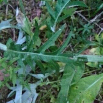 Cirsium vulgare Hostoa