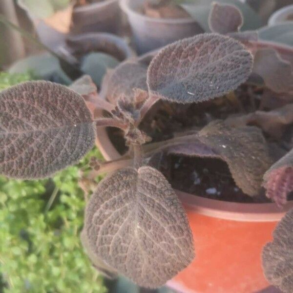 Episcia cupreata List