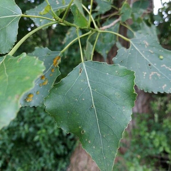 Populus nigra ഇല