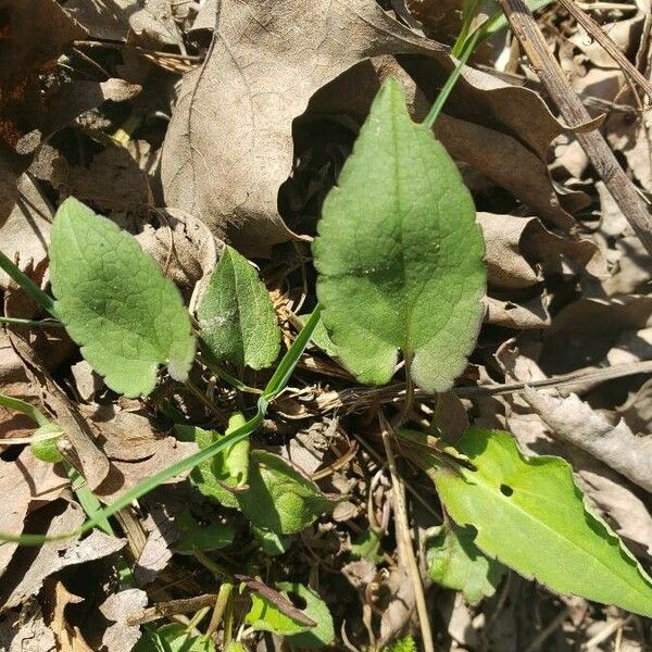 Symphyotrichum cordifolium Листок