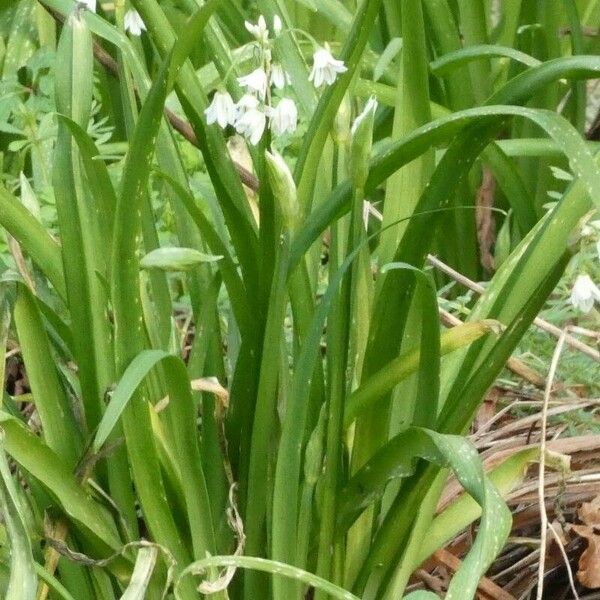 Allium triquetrum Habitus