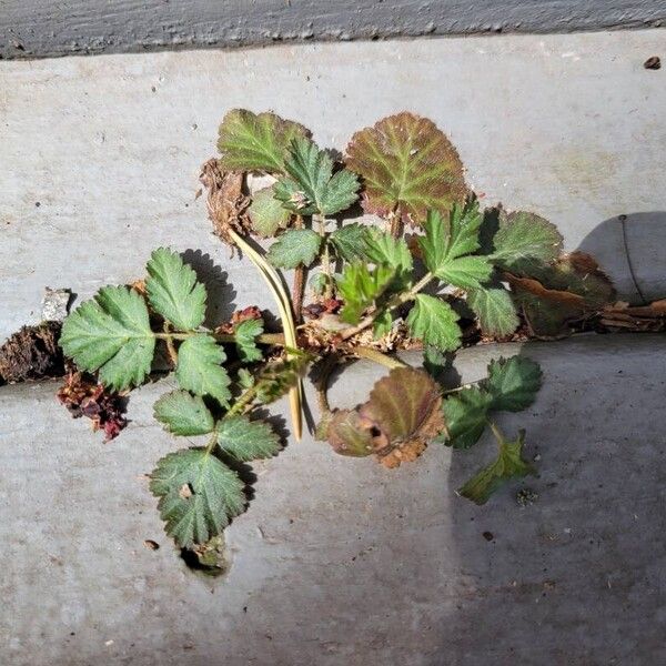 Geum canadense برگ