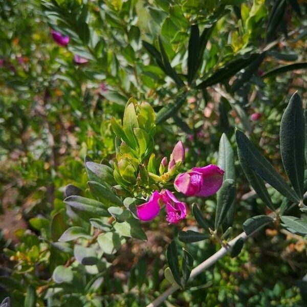 Polygala myrtifolia Квітка