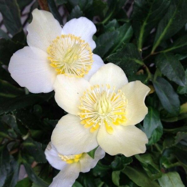 Helleborus niger Fleur