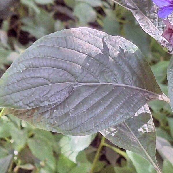 Eranthemum pulchellum 葉