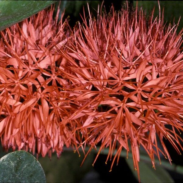 Scadoxus multiflorus Квітка