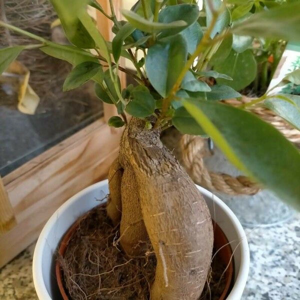 Ficus retusa Rinde