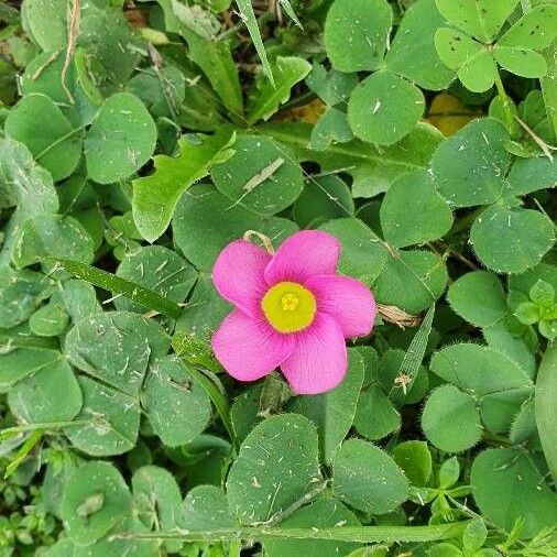 Oxalis purpurea Blüte