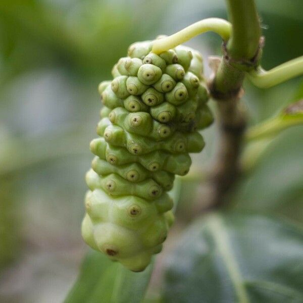 Morinda citrifolia ফল