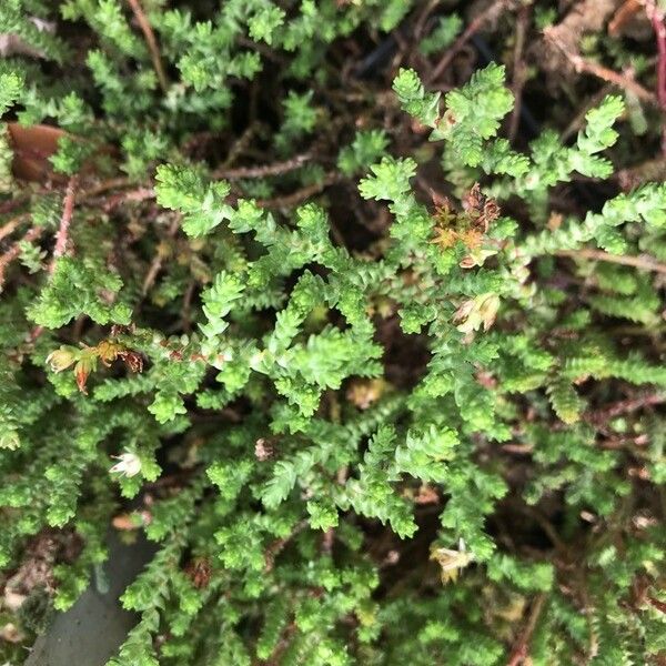 Sedum griseum Folha