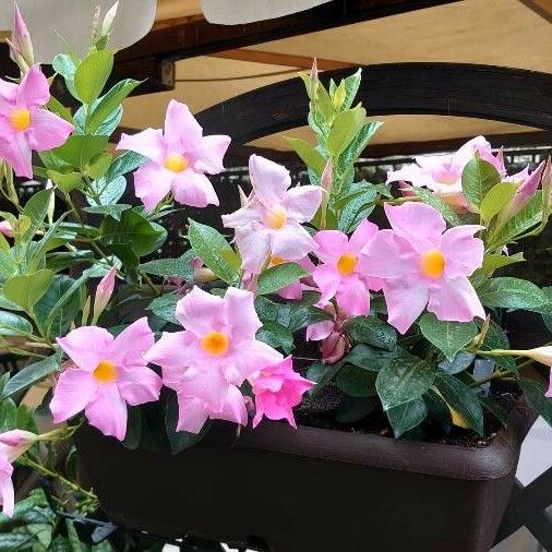 Mandevilla laxa Habit