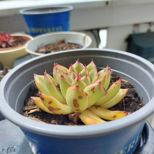 Echeveria colorata Leaf