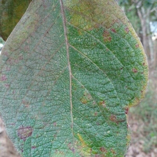 Byrsonima verbascifolia Feuille