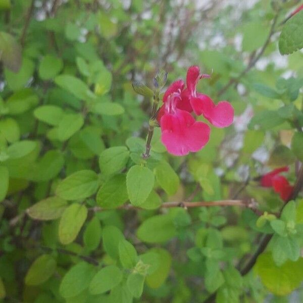 Salvia microphylla Frunză