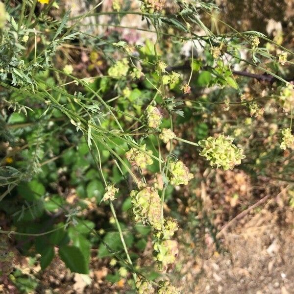 Sanguisorba verrucosa Flower