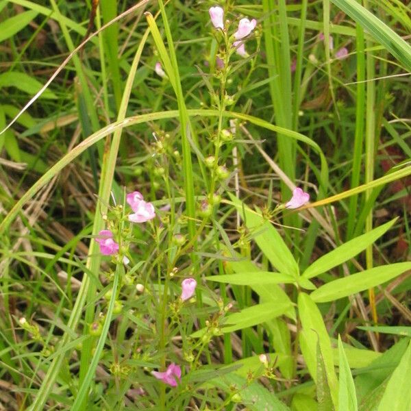 Agalinis tenuifolia Tervik taim