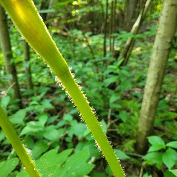 Heracleum maximum Bark