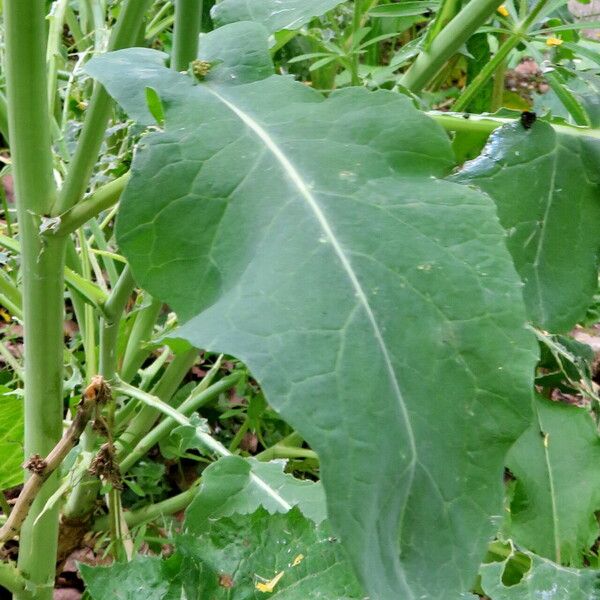 Brassica napus Leaf