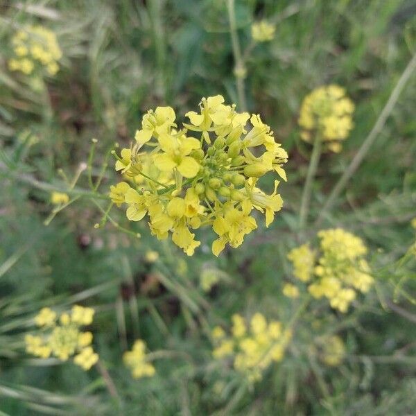 Sisymbrium loeselii Çiçek