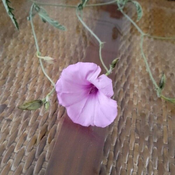 Convolvulus althaeoides Flower