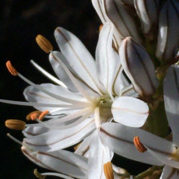 Asphodelus macrocarpus Flower