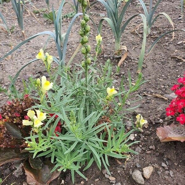 Linaria angustissima Кветка