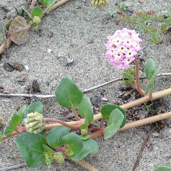 Abronia umbellata Habitus