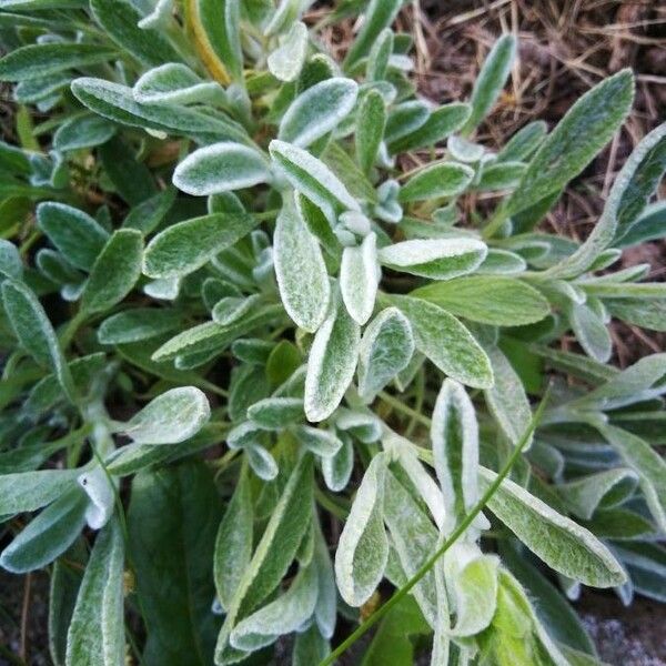 Sideritis syriaca Leaf