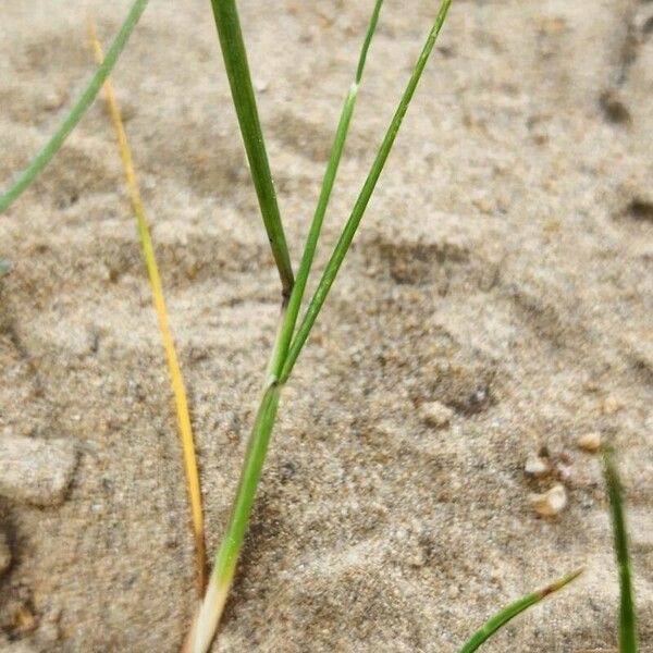 Festuca myuros چھال