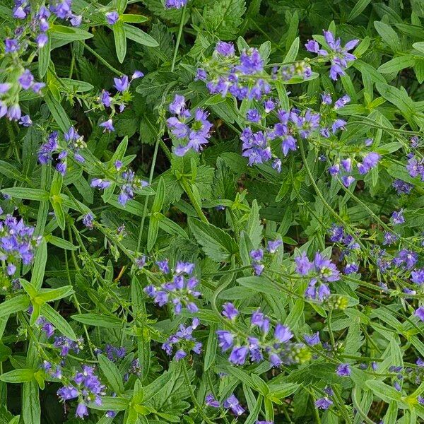 Veronica austriaca Flower