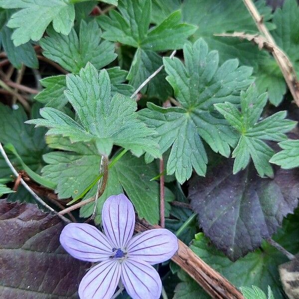 Geranium asphodeloides Ліст