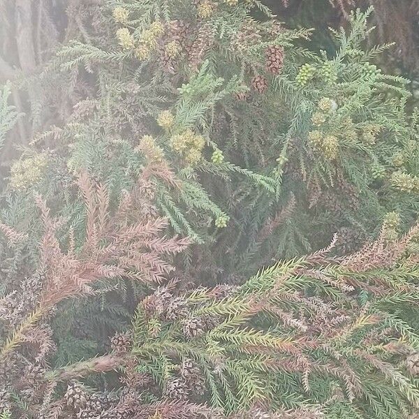 Cryptomeria japonica Leht