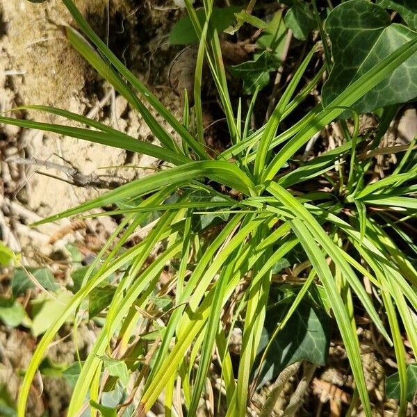 Carex digitata List