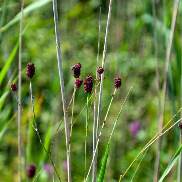 Sanguisorba officinalis Frugt