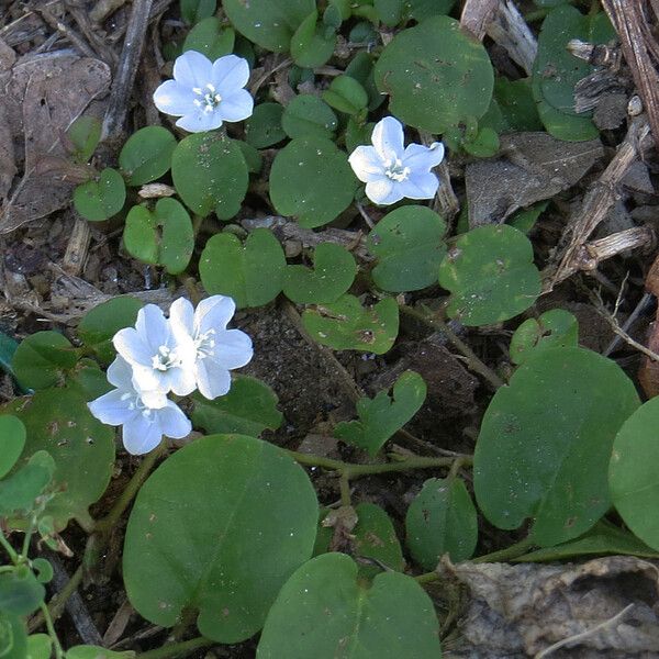 Evolvulus nummularius Fleur