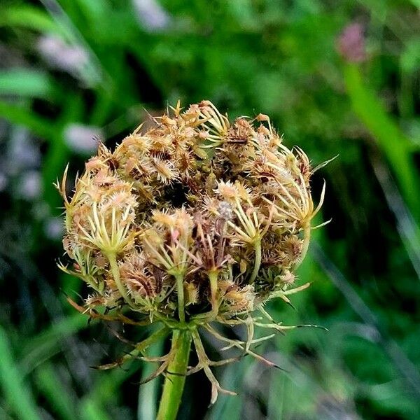 Ammi majus Owoc