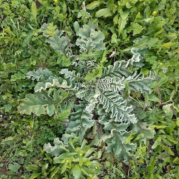 Verbascum sinuatum Natur