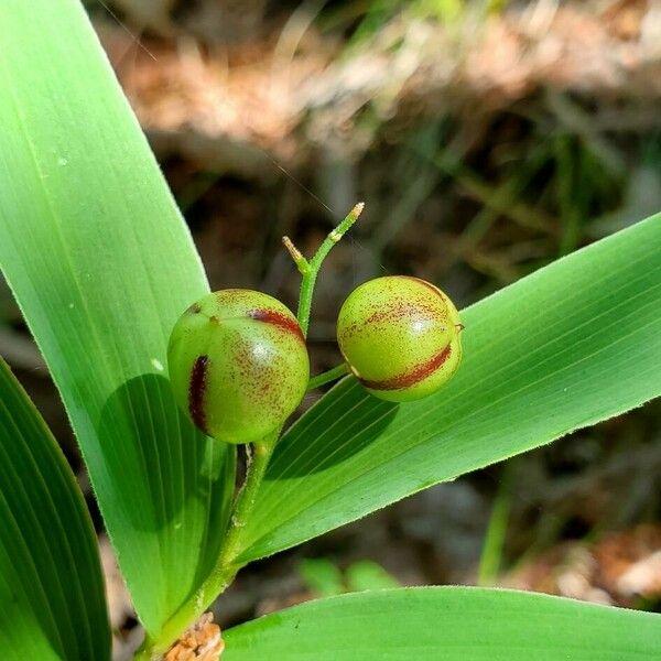 Maianthemum stellatum Frucht